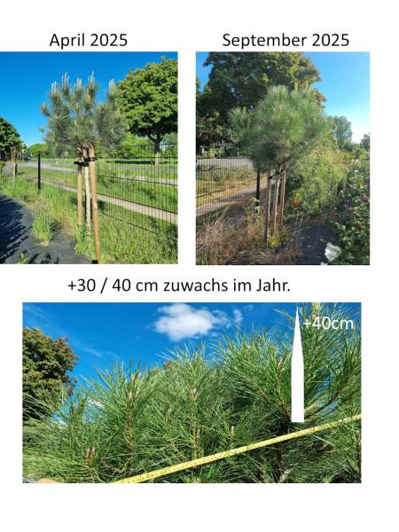 Inspiration Pinus Pinea